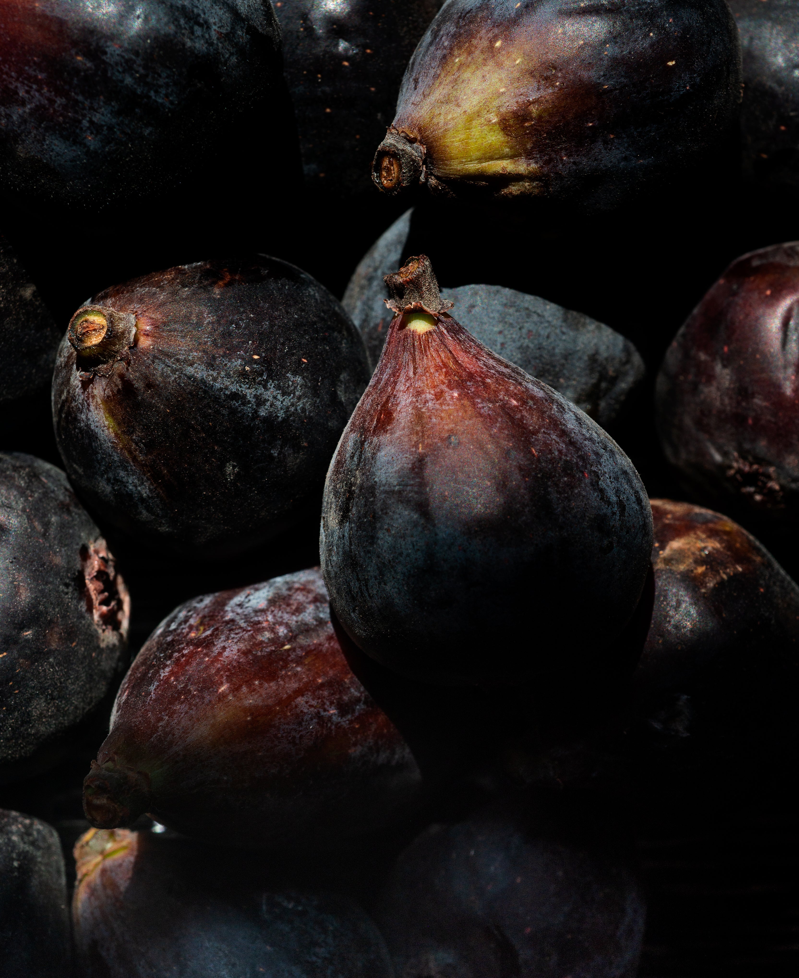Fig & Fi Home